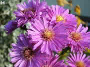 Garten im Sommer