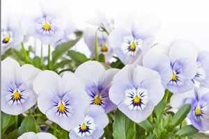 Endlich Frühling: Hornveilchen