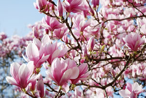 Magnolie