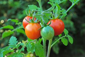 gesunde Tomatenpflanze