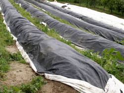 abdeckung-plane-spargelanbau-spargel_fl