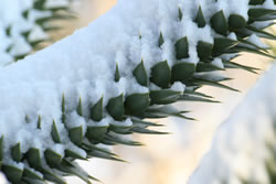 affenschwanzbaum_fl