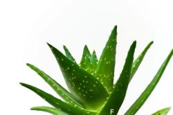 Aloe