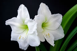 Amaryllis Pflege