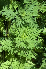 ambrosia2_fl