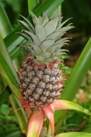 ananas1_fl