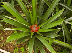 ananas4_fl