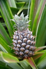 ananas_fl