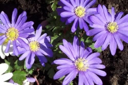 anemone3_fl