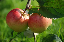 apfel-baum fl