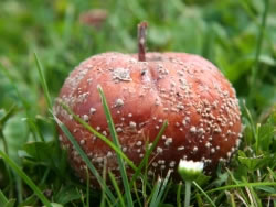 apfel-faul_fl