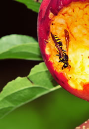apfel-schaedling_fl