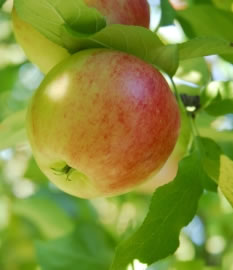 apfel4 fl