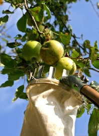 apfel5 fl