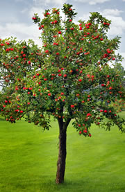 apfelbaum fl