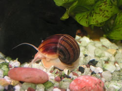 apfelschnecke-wasserschnecke-aquarium fl