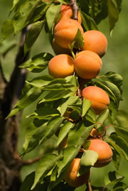 aprikosenbaum2 fl