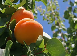 aprikosenbaum fl
