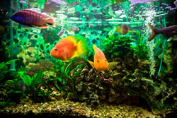 aquarium2_fl
