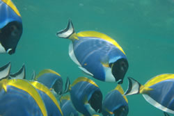 aquarium_fl