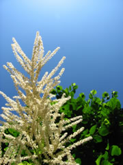astilbe-weiss fl