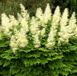 astilbe2_fl