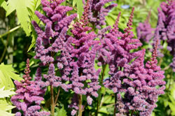 astilbe3 fl