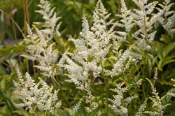 astilbe fl
