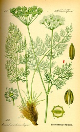 baerwurz ot