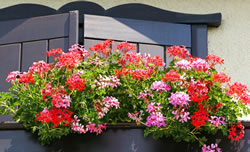 balkon-geranien_fl