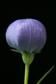 ballonblume_fl