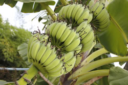bananenstaude_fl