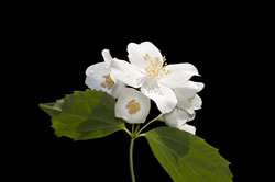 bauernjasmin_fl
