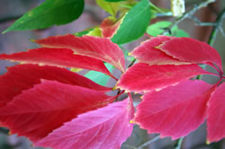 baum-blaetter_fl