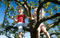 baum-kinder-klettern fl