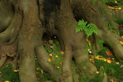 baumwurzel fl
