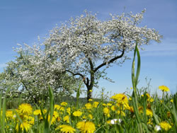 birnbaum-weidenblaettrig_fl