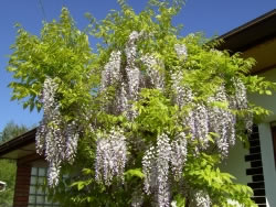 blauregen_fl