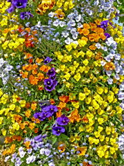 blumen2_fl