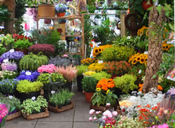 blumen_fl