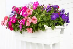 blumenkasten3_fl