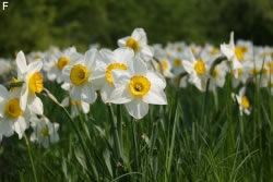 Blumenzwiebeln