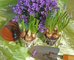 Blumenzwiebeln setzen