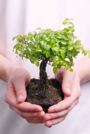 bonsai3_fl