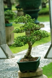bonsai4_fl