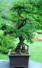 bonsai5_fl