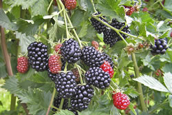 brombeeren_fl