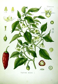 cayenne-pfeffer gp