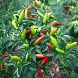 chili2_fl