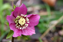 christrose2 fl